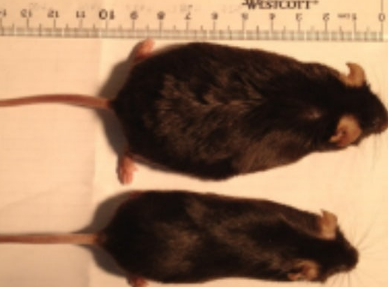 [Animal Experiment]-Research has found that mice that lose their sense of smell after eating high-fat foods do not increase significantly