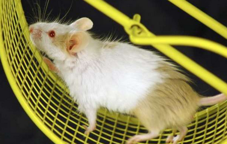 [Animal Experiment]-Studies in mice show that even your bones may become fat