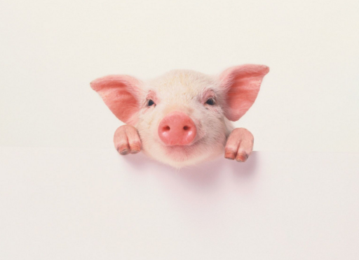 【Animal Experiment】-Robot successfully helped pigs repair damaged esophagus