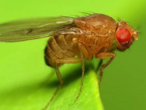 [Animal Modeling]-Gender Wars in Genes Both male and female fruit flies need a certain gene, but they are used for different purposes-how can such genes evolve?