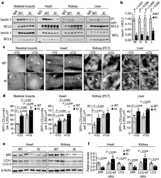 [Animal Modeling]-Mutations in the key protein of autophagy extend the healthy life of mice