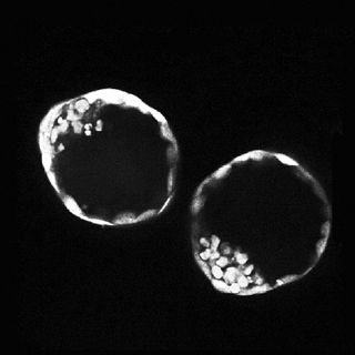 [Animal Modeling]-Mouse stem cells can form \\\\\\\"embryonic\\\\\\\" structures in vitro