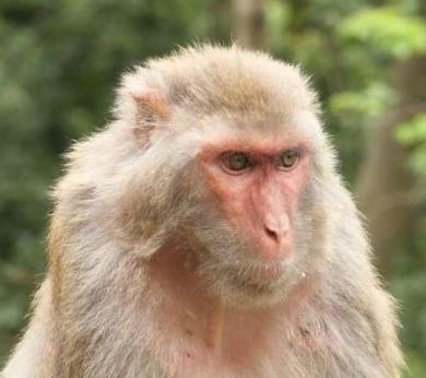 [Animal modeling]-Scientists have successfully used gene editing technology to reduce the level of harmful cholesterol in rhesus monkeys, which is expected to enter human clinical trials