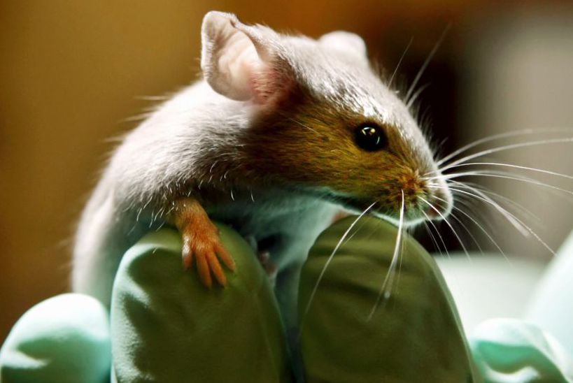 【Animal Modeling】-Clear senescent cells to make mice healthier