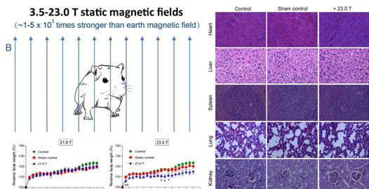 [Animal Experiment]-Are mice safe under a strong magnetic field?