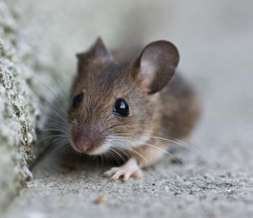 [Animal Experiment]-Nasal vaccine can inhibit peanut allergy in mice