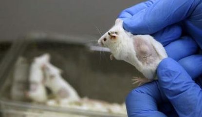 [Animal experiment]-CNIO researchers describe a molecular strategy that helps prevent tumor formation in mice