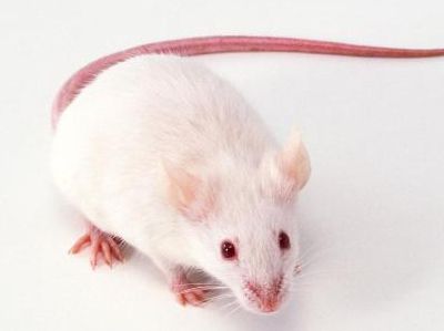 [Animal experiment]-Exposure to environmental PCBs can damage the brain function of mice