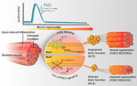 【Animal Experiment】-Exercise restored the youthful characteristics of muscle stem cells of old mice in the research of Stanford University