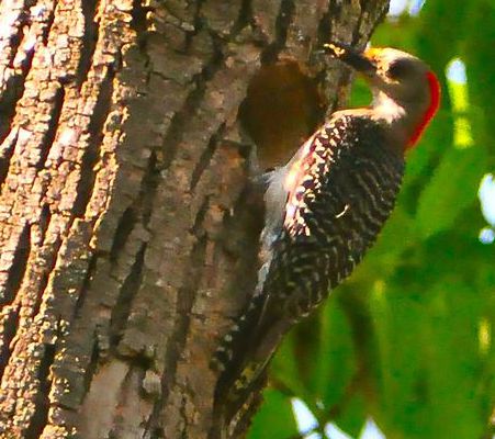 Why is woodpecker not allowed to have concussion?