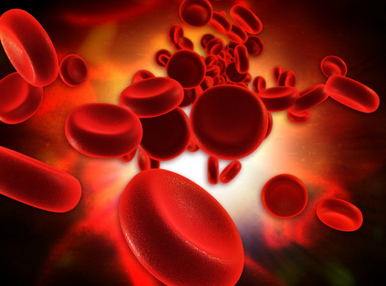 [Animal Experiment]-Stem cells bring new gospel to the treatment of blood diseases