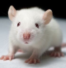 Epilepsy in mice can be alleviated by metabolic manipulation