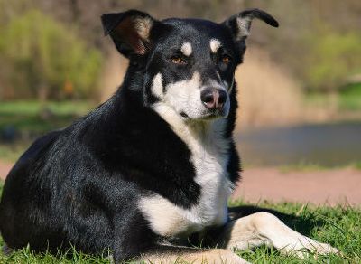 BBC: Wang Xingren can \"sniff out\" thyroid cancer, with an accuracy rate of nearly 90%!