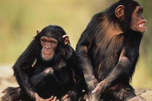 HIV can be transmitted between chimpanzees and humans