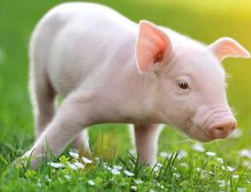 [Animal Modeling]-Stein has been evaluating the digestibility of nutrients in pigs