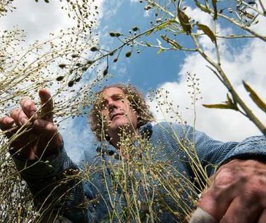 Animal experiment: using genetically modified crops to feed salmon to produce fish oil