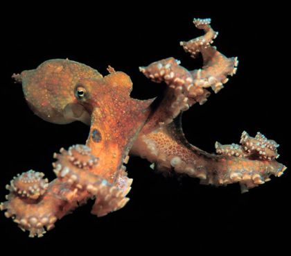 Animal experiments: humans sequenced the genome of octopus for the first time