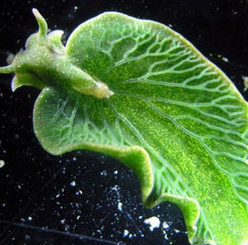 Animal experiment: animals can also perform photosynthesis