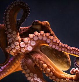 Animal experiment: octopus and other cephalopod skin can \"see\" the outside world