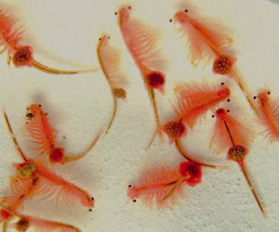 Animal experiment: Artemia is more suitable for biological toxicity research