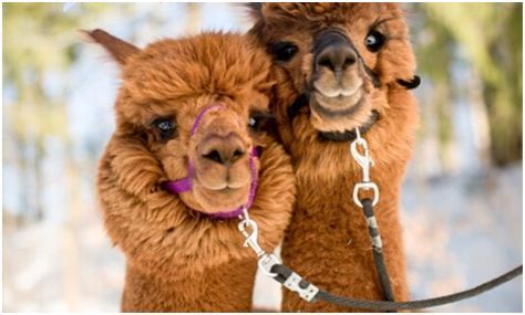 Nanobodies from alpaca help CAR-T cells treat solid tumors