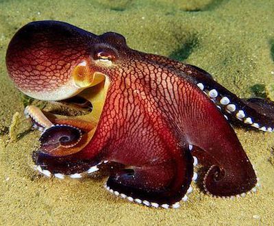 Animal experiment: octopus has powerful RNA editing ability