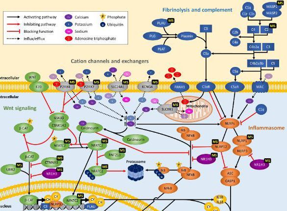 【Animal Modeling】-Establish a new mouse model of psoriatic arthritis