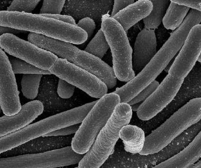 What is the protection mechanism of bacteria?