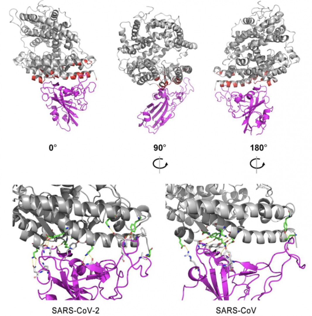 Why choose Syrian golden hamsters as animal models for COVID-19 research?