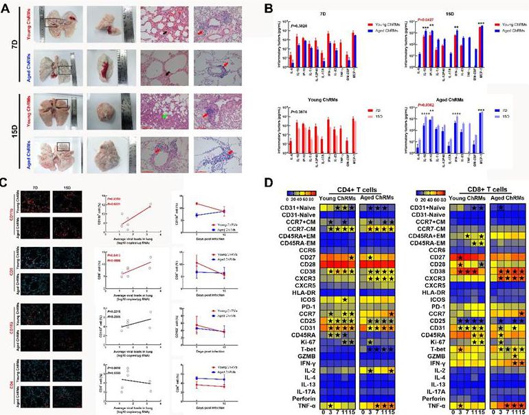 Animal experiments found the reasons for adverse prognosis of elderly patients with new crown