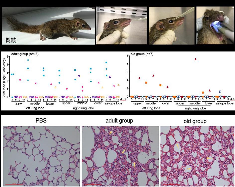 How is the progress of the research on the animal model of COVID-19?