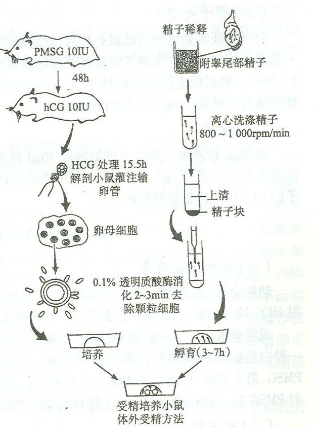 [Animal experiment]-Analysis of in vitro fertilization technology in mice