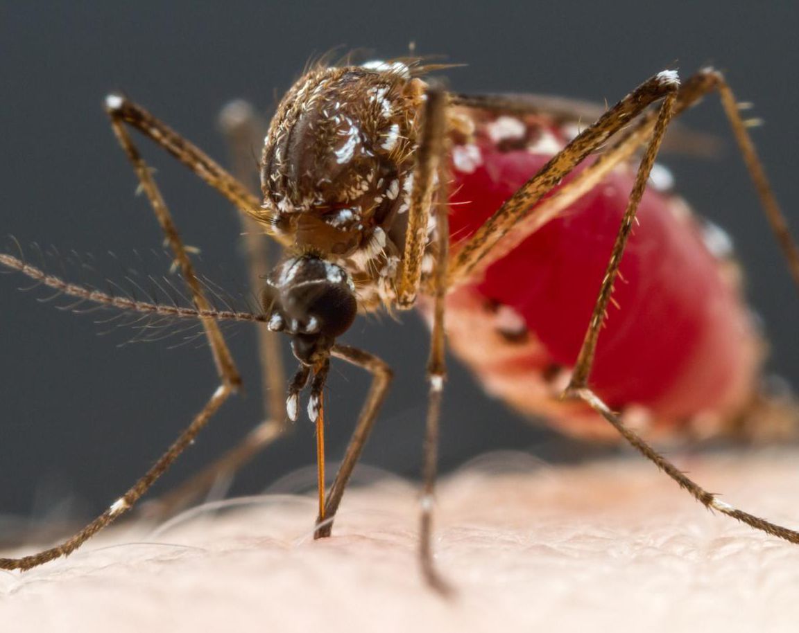 Mosquitoes\' sense of smell for blood can be traced back to four types of neurons