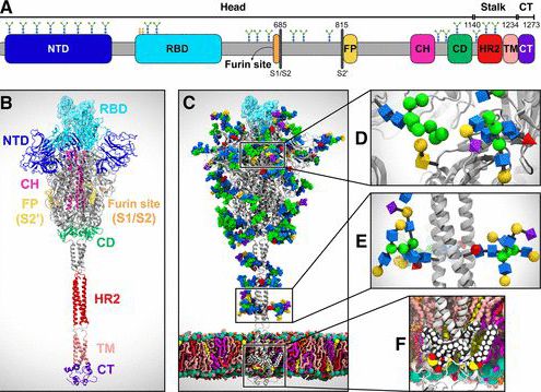 What is the role of glycans in the spike protein of the new coronavirus in viral infection?