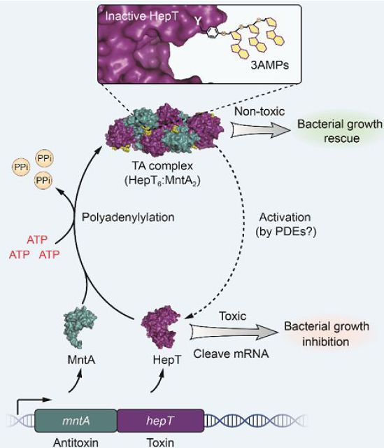 A new toxin/antitoxin system has been discovered?