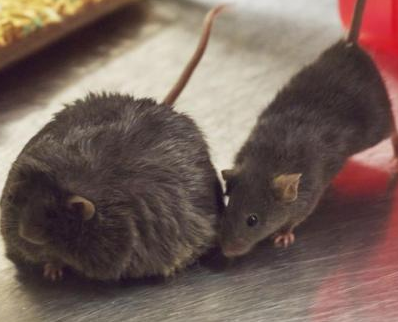 Men and mice may share the same diabetes gene