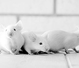 [Animal Experiment] Mice acted as a \"stand-in\" for trial treatment of cancer patients