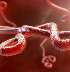 Semen can help Ebola virus survive for half a year