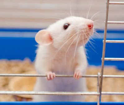 Pituitary cells grown from human stem cells in mice may cure dwarfism