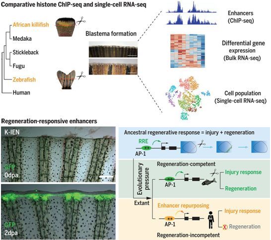 Discovered that conserved regenerative responsive enhancers actually affect vertebrate regeneration