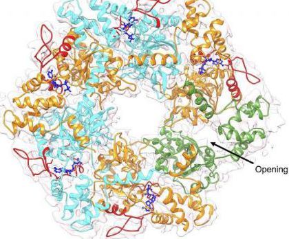 Scientists discover proteins that mediate key life activities of cancer cells