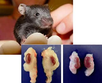 Animal experiment: genetically modified \"weight loss\" mice