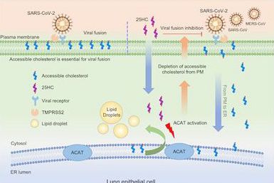 Reveal the mechanism that cholesterol-25-hydroxylase inhibits SARS-CoV-2 and other coronavirus infections