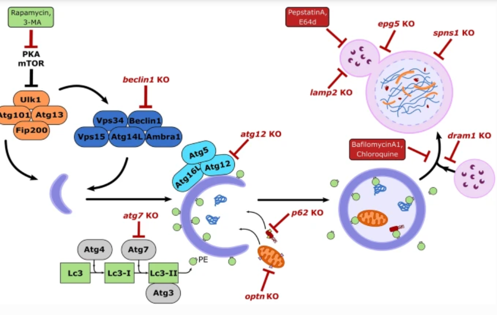 Zebrafish model: studying autophagy and its role in bone development and disease