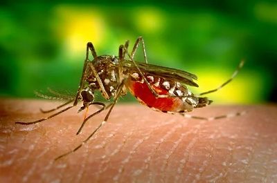 COVID19 Affects Dengue Fever Virus Transmission