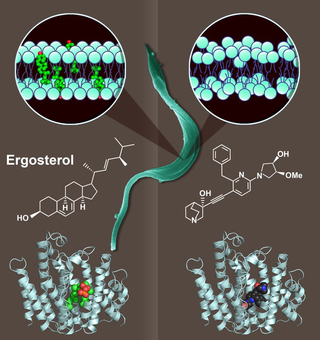 Scholars published the crystal structure of the enzyme protein of squalene synthase in the PLOS journal