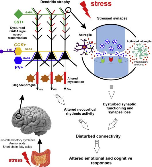 Understanding the pathophysiology of depression: the benefits of animal models