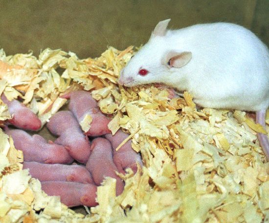 Experiments in mice show that a mother\\