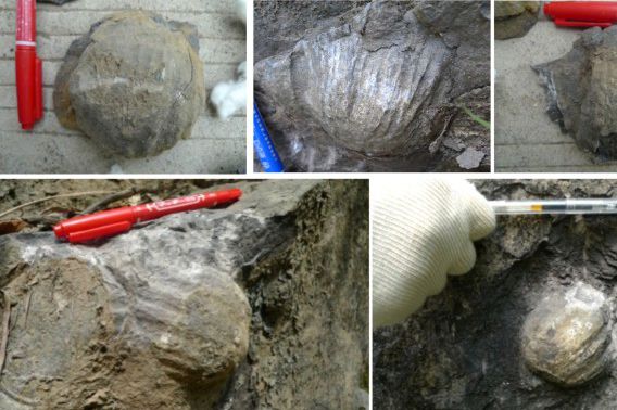 Animal experiment: revealing the distribution and evolution of large brachiopods