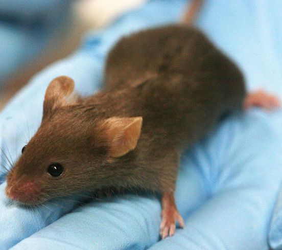 Hybrid mice reveal genetic influence on Ebola outcome